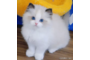オンライン見学